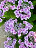 紫陽花「本日の境内の様子です」