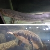 古代魚 アクアリウム 究極】古代魚スーパーマニアa-aquaさん！生息地の雰囲気をレイアウトで