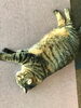 「猫が落ちてる季節になりました」