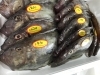 「魚魚市場鮮魚コーナーおすすめは「青アジ・イサキ」です♪」