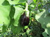 あれあれ？いつもと違うぞ？？「元気いっぱい！野菜畑～✿」