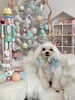 ひめくん「MerryXmas🎄」