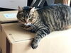 「箱好きのしまちゃんは」