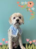 「Dog salon mofu mofu 余市町」