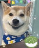 「可愛い子ちゃん♡ Dog salon mofu mofu 余市町」