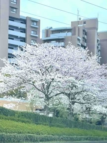 国道464号線沿いの桜です「春満開！【白井市訪問介護・相談支援】【桜】【花粉症】」
