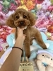 トイプードル　カット「🐶シュナウザー、チワワ、トイプードル、ジャック、ミックス、トリミングのお友達🌷」