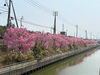 「【2026年版🌸】新居浜・西条の桜開花情報まとめ！お花見スポットをご紹介しています✨」