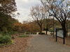 同じ角度から秋に撮った茅ヶ崎公園「編集室日記:雪の日から明けて」