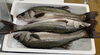 「ハラコ販売中でーす‼️鮮魚パックいろいろ販売中‼️〆鯖も販売致します🐳」