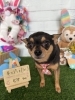 チワワ　シャンプー「🐶ミックス、トイプードル、ペキニーズ、チワワ、トリミングのお友達🐣」