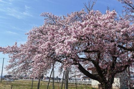 地元の保存会が維持管理 ライトアップも美しい 龍蔵桜 お花見するならここ 米沢市 南陽市 東置賜郡高畠町 東置賜郡川西町の桜特集 まいぷれ 米沢 地元の保存会が維持管理 ライトアップも美しい 龍蔵桜 お花見するならここ 米沢市 南陽市 東置賜郡高畠町 東置賜郡川西町の桜特集 まいぷれ 米沢