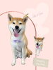 「Dog salon mofu mofu　余市町」