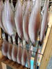 「 📣本日入荷のお魚情報🐟   」