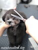 「秋のオプションキャンペーン　(*´꒳`*)」