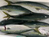 「本日鮮魚入荷致しました。[岩牡蠣は７月から販売致します。]」