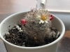 初めてサボテンの花が咲きました！「お花が沢山咲いてます」
