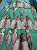 「📣本日のお魚情報🐟」