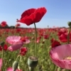【2024年5月17日（金）撮影】ポピー畑・麦なでしこ畑・バラ園の開花状況＜埼玉県鴻巣市＞