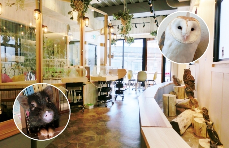 福島 アニマルカフェ フレカ 2 1オープン 福島区の新店情報 ニューオープンしたお店特集 まいぷれ 大阪市福島区 福島 アニマルカフェ フレカ 2 1オープン 福島区の新店情報 ニューオープンしたお店特集 まいぷれ 大阪市福島区
