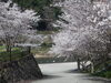 「桜が咲きました」