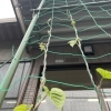 朝顔、上のほう～ぐんぐん！「緑のカーテン、伸びています！」