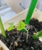 翌日には双葉が。「芽が出たー！」