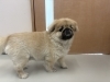 「本日のお客さま♥ペキニーズ【大分市中戸次／ドッグサロン／トリミング】」