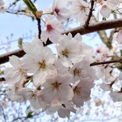 島根・鳥取でお花見するならここがオススメ！　山陰の“桜”特集