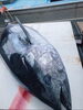 「日によって舞鶴産大型本マグロの刺身が店頭に並びます」