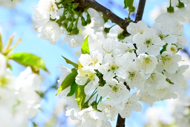 さくらんぼの花「【さくらんぼの日】さくらんぼの栄養と薬効【船橋市の鍼灸専門院　心月院】」