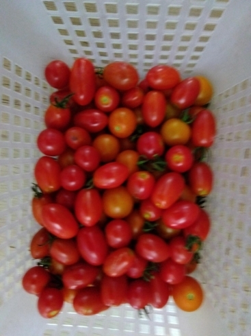 収穫されたトマト「豊作でした！【札幌北区太平の児童ディサービス】」