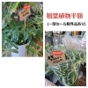 観葉植物半額「【はなやホック皆生店】半額セール開始しました！」
