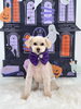 愛ちゃん「Happy Halloween 2026🎃」