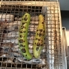 「焼きそら豆始めました！」