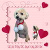 「Dog salon mofu mofu　余市町」
