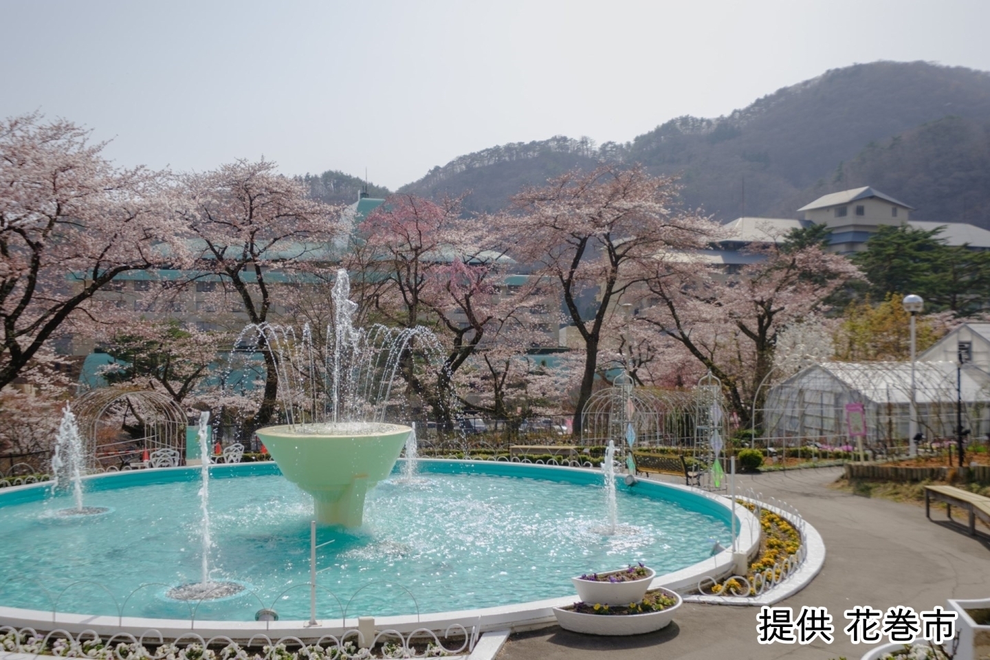 お花見スポット 花巻 北上 一関 奥州 西和賀 金ケ崎 平泉 まいぷれ 花巻 北上 一関 奥州 お花見スポット 花巻 北上 一関 奥州 西和賀 金ケ崎 平泉 まいぷれ 花巻 北上 一関 奥州