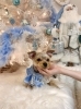 2025Merry Xmas🎄 | MARSHMALLOW・DOG（マシュマロ ドッグ）のニュース