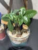 色彩あざやか！ガラス鉢×カラフルサンドの観葉植物を4種入荷しました