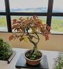 「入笠やまの花友の会 秋の展示会 開催のお知らせ🍂」