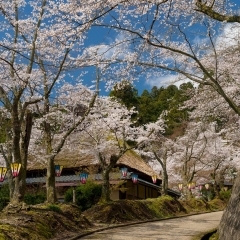 【越前市粟田部】花筐公園　～継体天皇ゆかりの地　約1000本の桜はお見事～