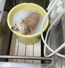 「シャンプーとお風呂【どっぐさろんあきゅ　小型犬専門　トリミング　ペットサロン　京都市南区上鳥羽】」