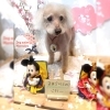 トイプードル カット「ðŸ¶ã‚·ãƒ¥ãƒŠã‚¦ã‚¶ãƒ¼ã€ãƒˆã‚¤ãƒ—ードルã€ãƒˆãƒªãƒŸãƒ³ã‚°ã®ãŠå‹é”🌸ã€