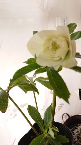 クリスマスローズ 多弁系ダブル「冬の貴婦人 出雲市斐川町の曽田園芸 クリスマスローズ入荷しました❗」