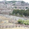 「信州山形村産地直送『春堀り長芋』道の駅木曽福島」