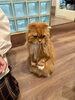 「利用者さん撮影🐱」