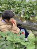 がぶり！　「イチゴ狩りに。」