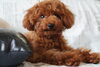 トイプードル「子犬のご紹介(^^♪」