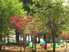 「八重桜が満開❗️権現堂の麓にある小黒川河川公園はキャンプも川遊びも楽しめます」