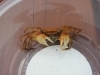 アカテガニ「カニにはさまれた🦀！！」